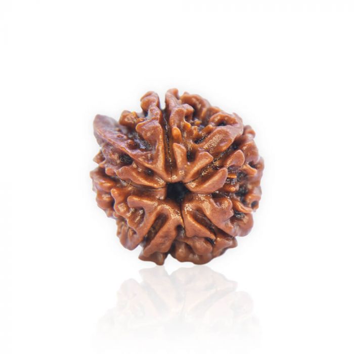 Ganesh Rudraksha